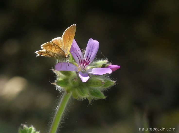 Common bronze butterfly visiting a flower of a rose-scented pelargonium