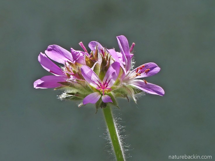 Flowers of a rose-scented pelargonium