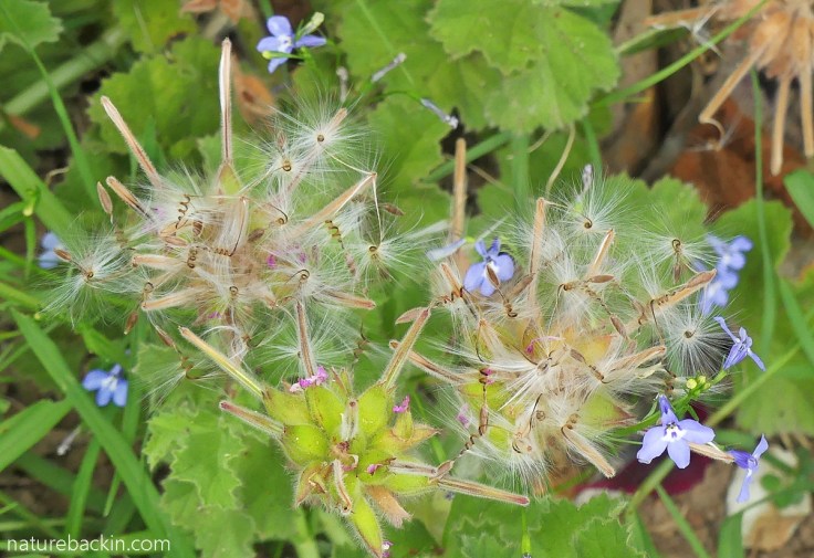 Rose-scented pelargonium going to seed