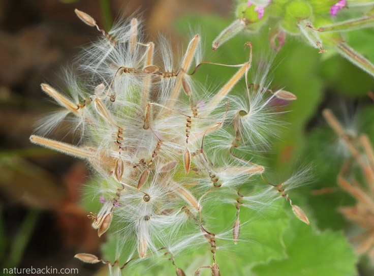 Seeds of a rose-scented pelargonium showing spiral stem and fluffy tail