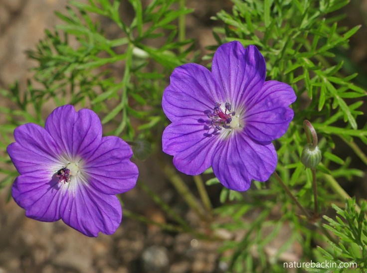 Carpet geranium in flower, South Africa