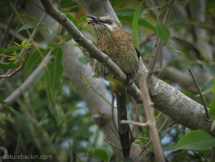 Cape sugarbird holding an insect in its bill