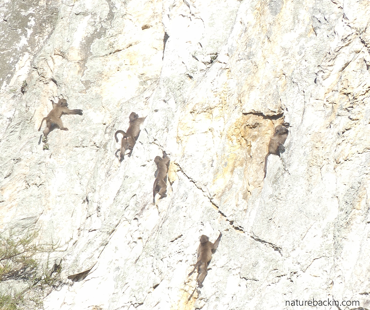 Chacma baboons climbing a rock face in the Klein River Mountains in the Overberg, South Africa
