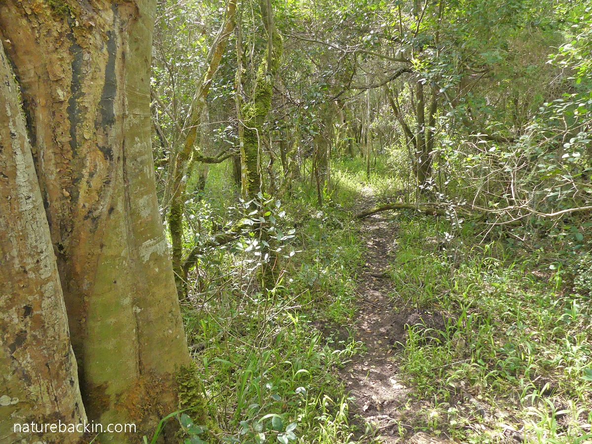 Path among the trees in Platbos Forest, Western Cape