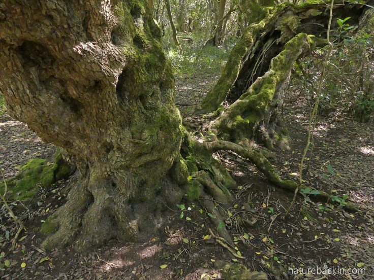 Close-up of mossy trunk of old Milkwood tree in Platbos Forest