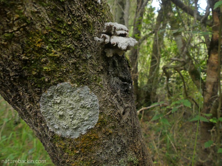 Lichen, fungi and moss on a tree trunk in Platbos Forest