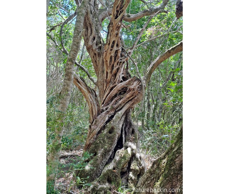 Twisted tree trunk of old tree in Platbos Forest