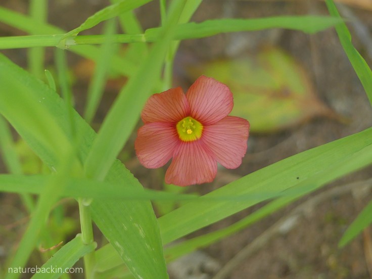 Flowering oxalis
