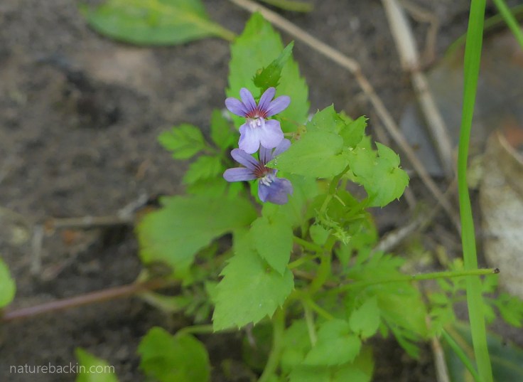 Nemesia in flower on forest floor, Platbos