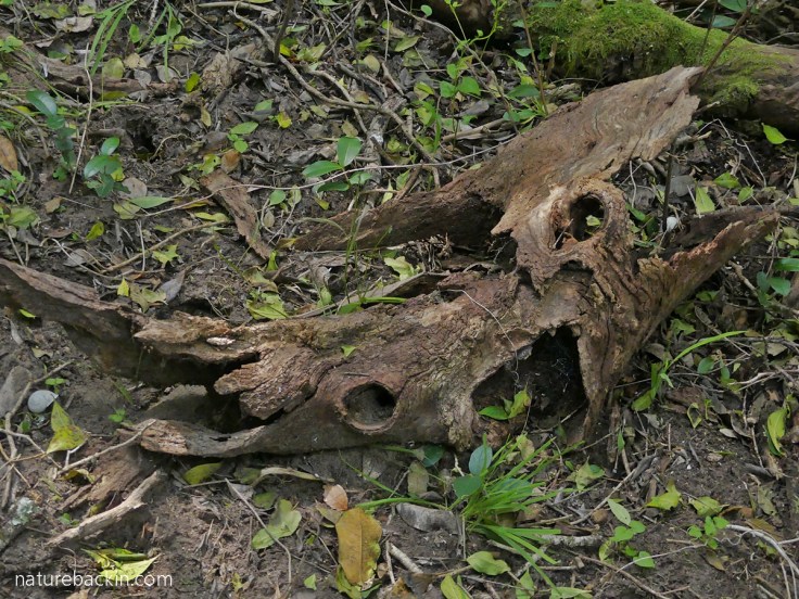 Formation of fallen branch resembles skull of mythic animal, Platbos