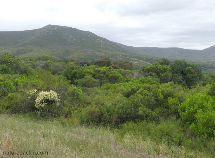 Looking over Platbos Forest, Western Cape