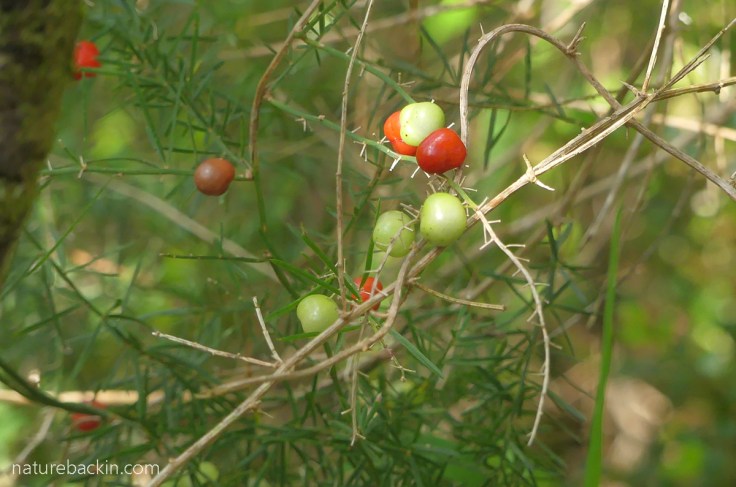 Berries ripening on wild asparagus creeper in Platbos Forest, South Africa