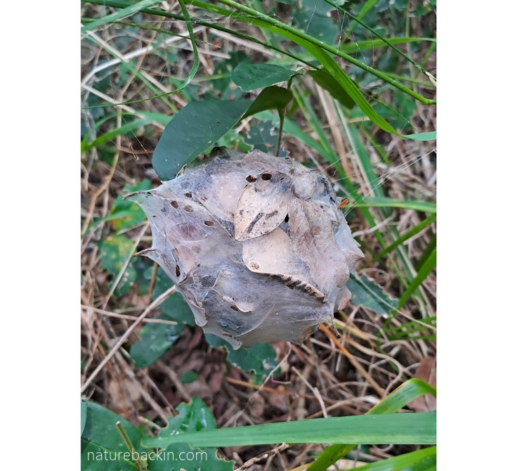 Egg sac of a rain spider in Platbos Forest, South Africa