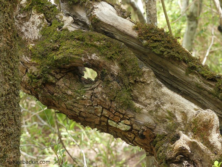 Tree branch resembling a horse's head