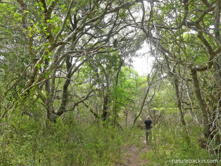 Walking along a forest path at Platbos, Western Cape