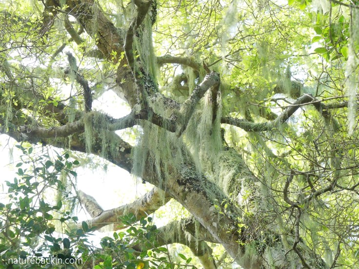 Old Man's Beard lichen hanging in trees in Platbos Forest