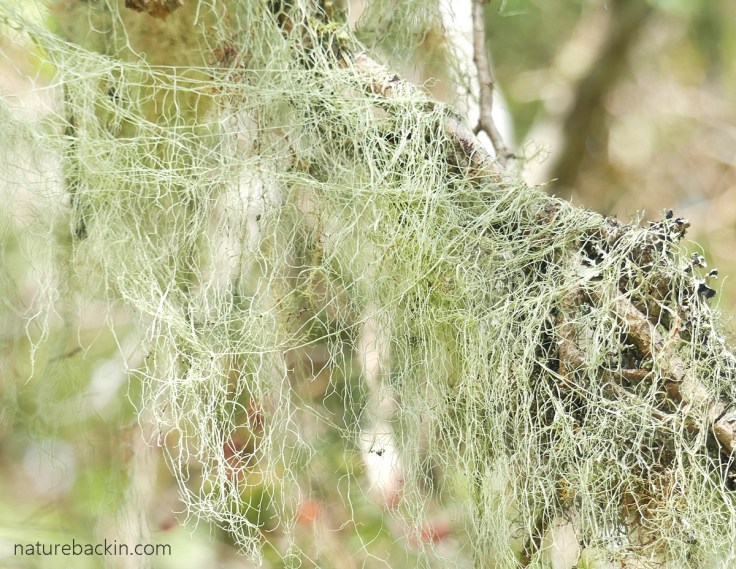 Lichen - Old Man's Beard, Usnea spp.