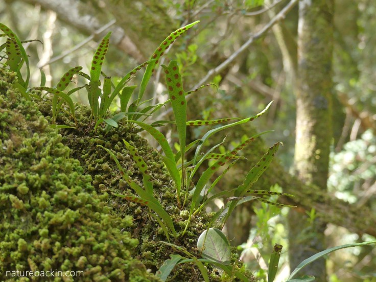 Fern growing on forest tree, Platbos