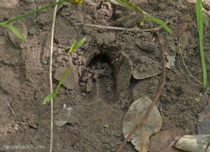 Hoofprint from a Bushbuck on a forest pa. Platbos