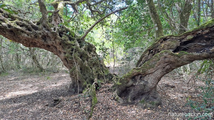  Trunk of the old milkwood tree in the Platbos Forest, South Africa