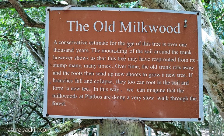 Notice near the old Milkwood tree, Platbos