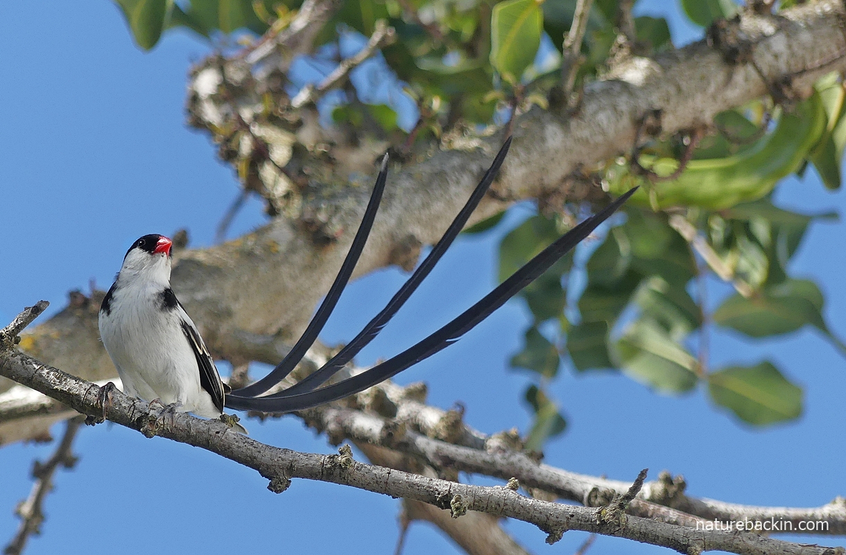 Male pin-tailed whydah perched in garden tree, Western Cape, South Africa
