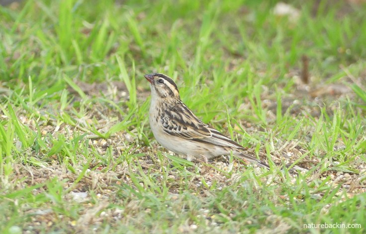 Female pin-tailed whydah in breeding plumage, South Africa