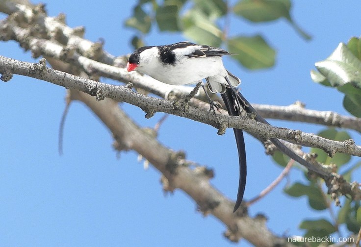 Male pin-tailed whydah about to fly off perch in tree