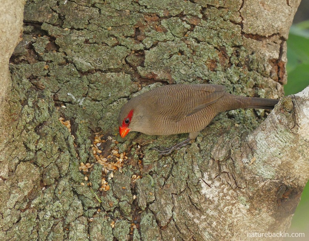 Common waxbill foraging for seed, South Africa