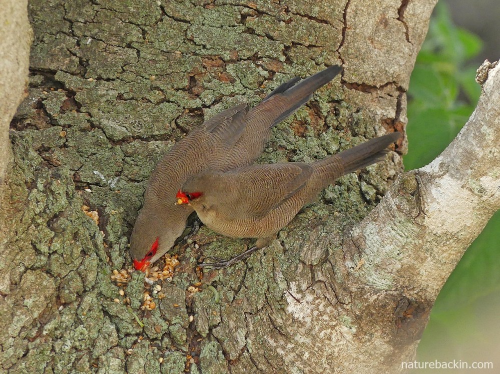 Pair of common waxbills, South Africa