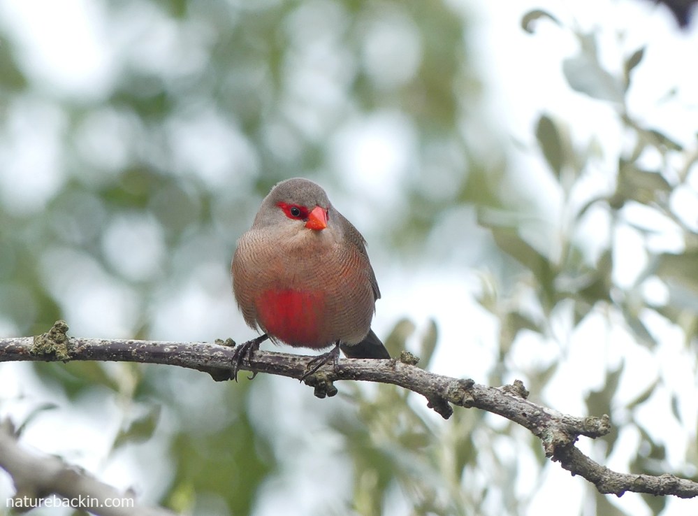 Common waxbill perched in a tree, South Africa
