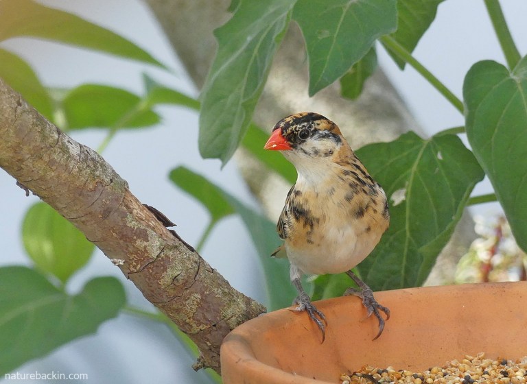 Breeding Pin The pretty and pugnacious pin-tailed whydah – letting nature back in