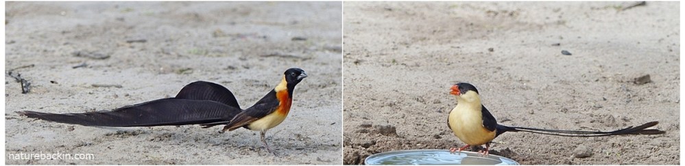 Long-tailed paradise whydah (Vidua paradisaea) and the shaft-tailed whydah (Vidua regia) 
