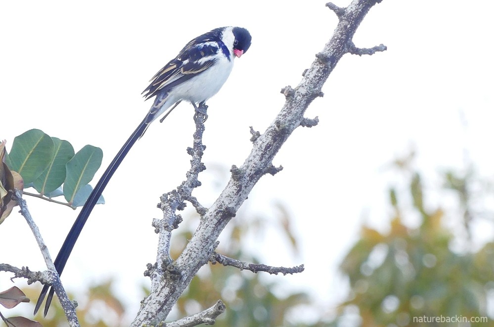 Male pin-tailed whydah perching in a garden tree, South Africa