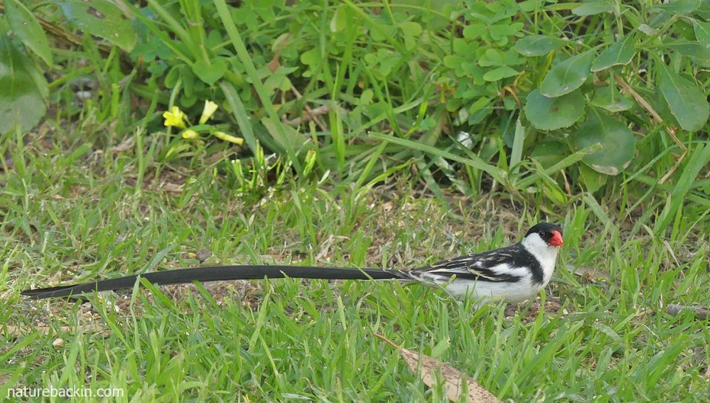 Male pin-tailed whydah showing long tail, South Africa