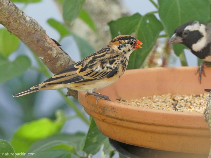 Non-breeding pin-tailed whydah, male or female, South Africa