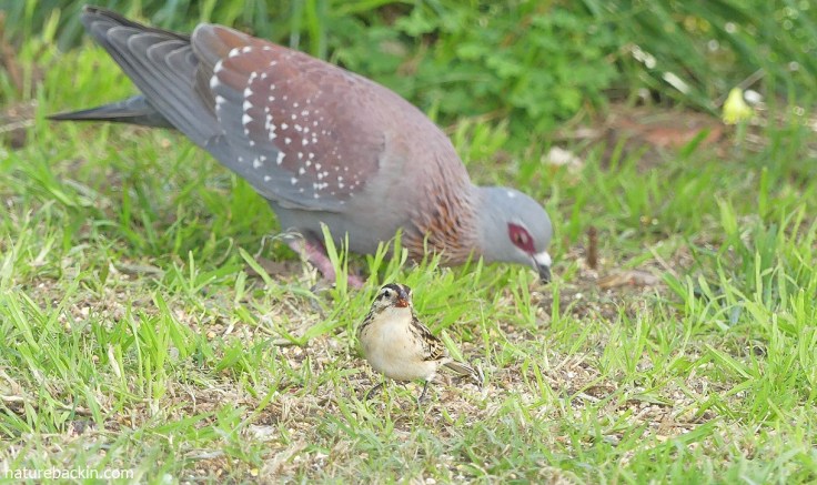 Female pin-tailed whydah foraging in a garden in South Africa