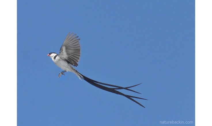 Male pin-tailed whydah in breeding plumage in flight, South Africa