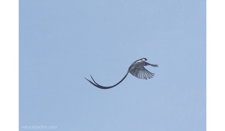 Male pin-tailed whydah in flight, South Africa