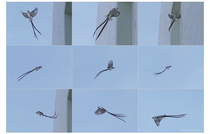Thumbnail photos of male pin-tailed whydah in flight
