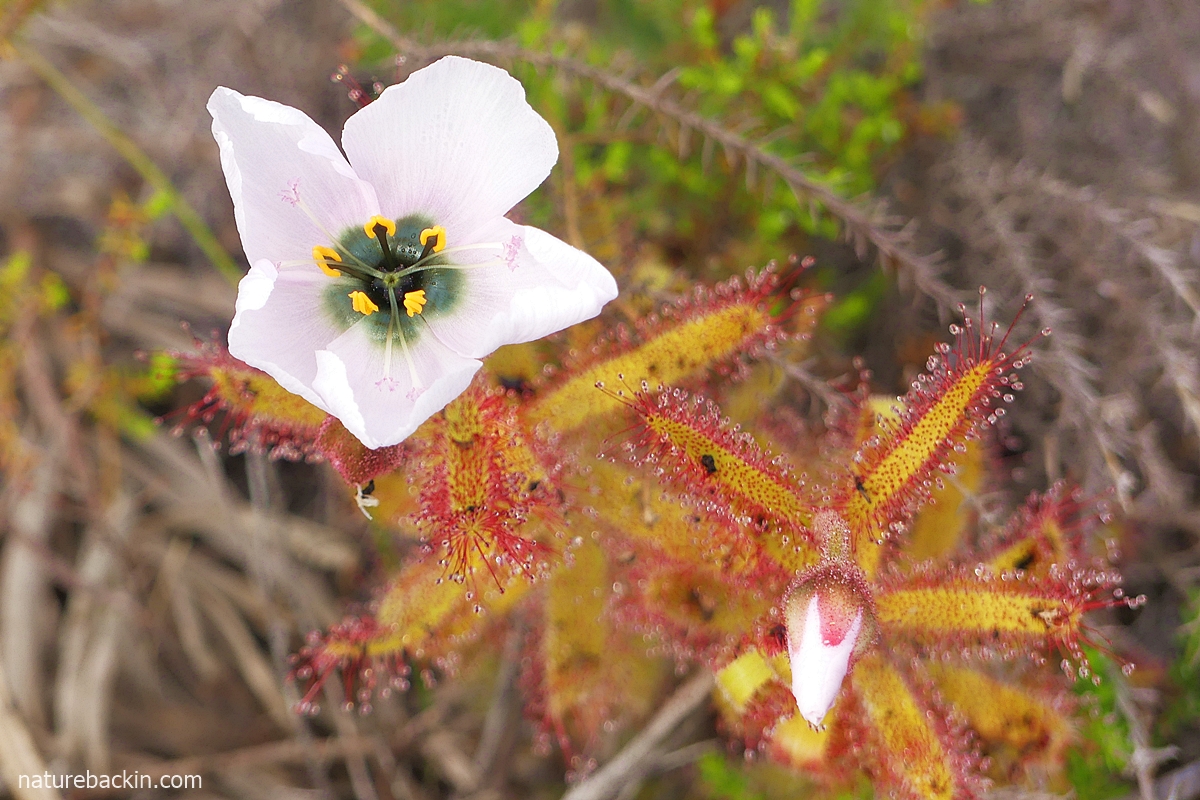 Flower of the poppy-flowered sundew