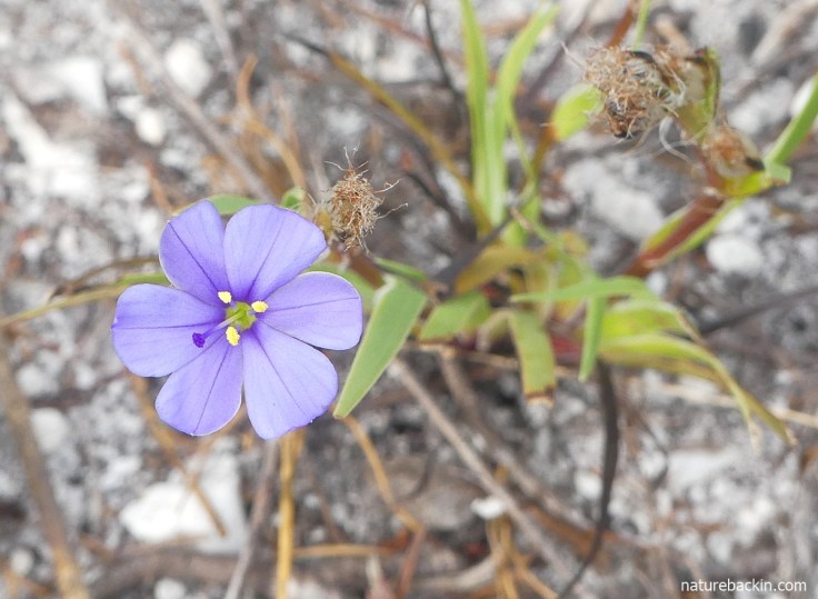 African Cape blue in bloom