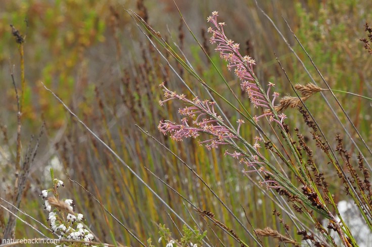 Featherhead in bloom