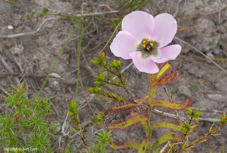 The carnivorous poppy-flowered sundew in bloom