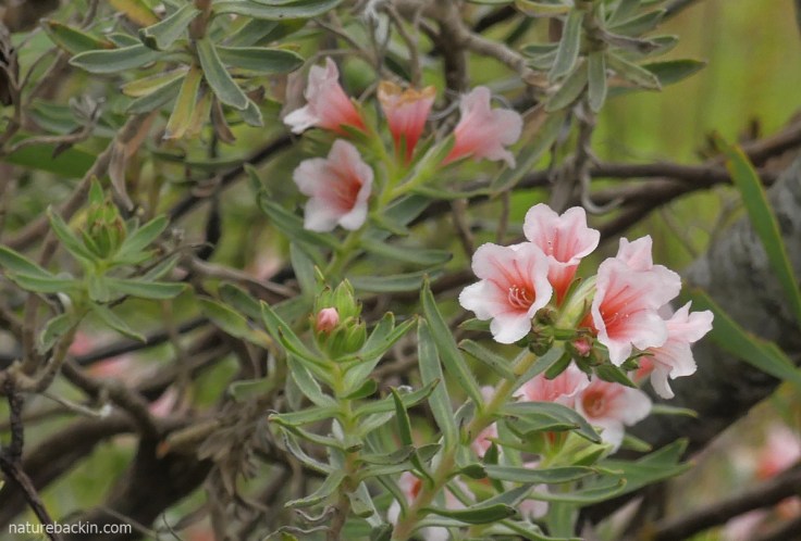 pink geneesbos or large-flower health bush in bloom