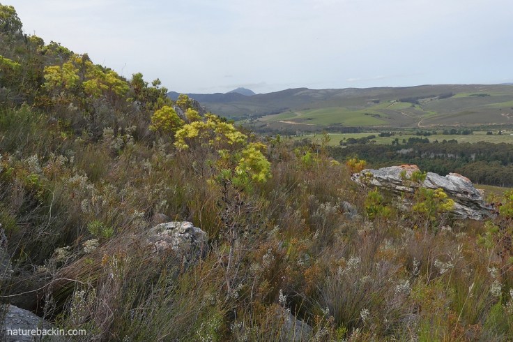 Overberg fynbos and view in the Kleinrivier mountains