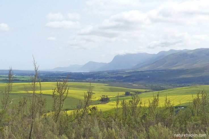 View towards the Kleinrivier mountains in the Overberg, Western Cape
