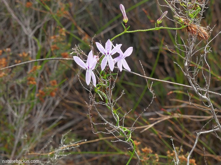 Fynbos creeper in flower