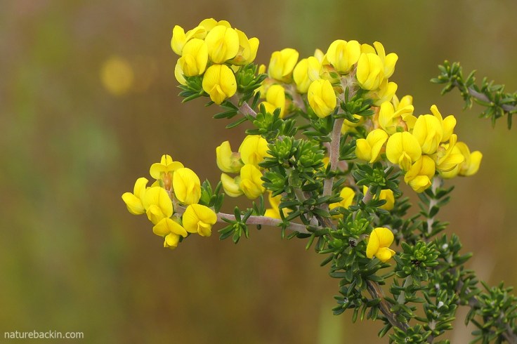 Cape gorse in flower