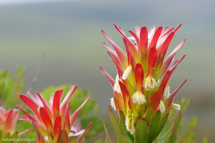 Common pagoda in flower